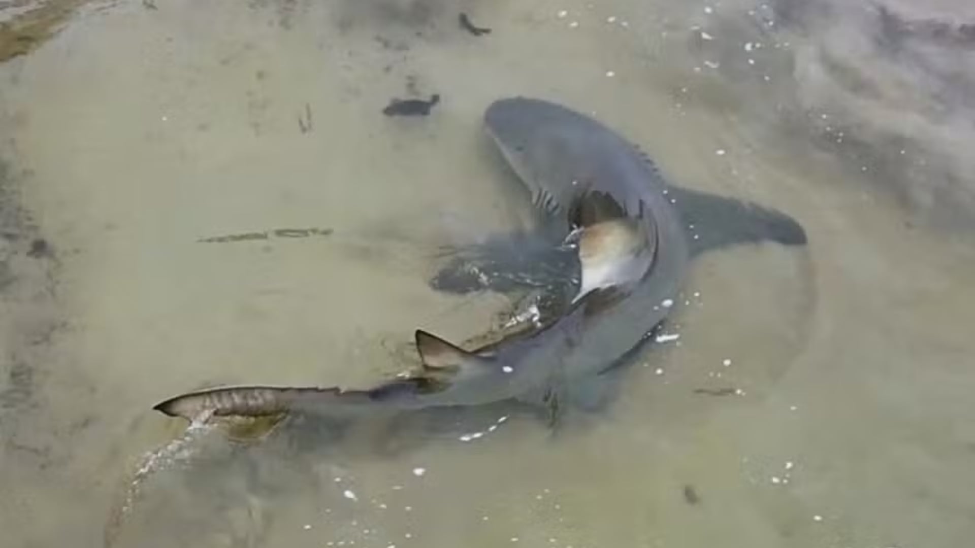 El pez jaguar es una especie invasora de agua dulce que llegó al mar por lluvias intensas; los tiburones aprovecharon el inusual encuentro.