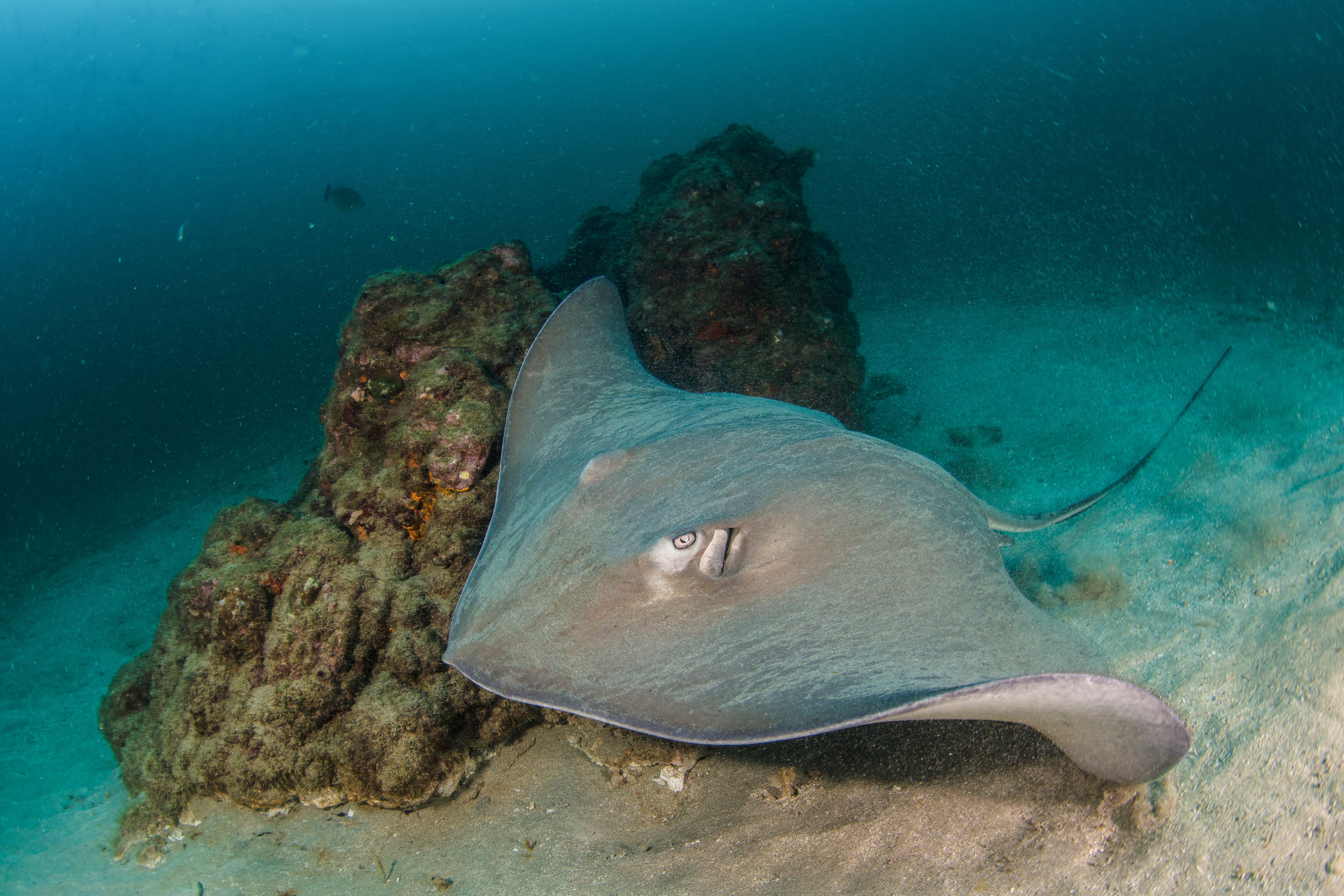 “Photograph by Enric Sala, National Geographic”. National Geographic Pristine Seas
www.NatGeo.org/PristineSeas.