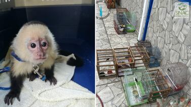 ¿Es legal obsequiar tortugas o loros en Navidad? Esto explica el Sinac sobre la tenencia de animales silvestres