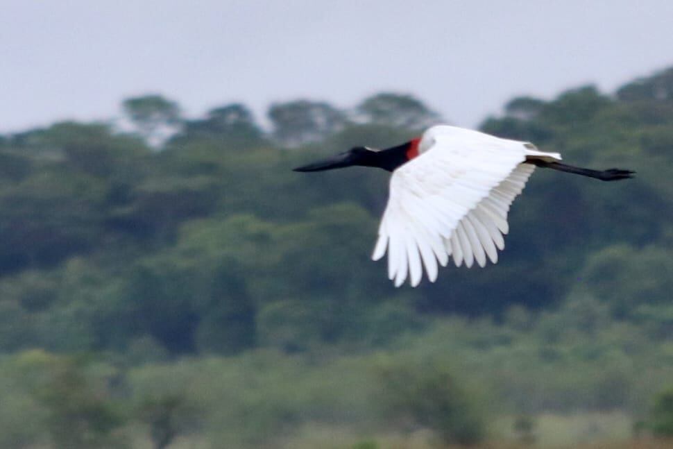 Conociendo mi país, jabirú