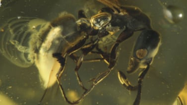Hallan en ámbar de República Dominicana una nueva especie de hormiga de 16 millones de años