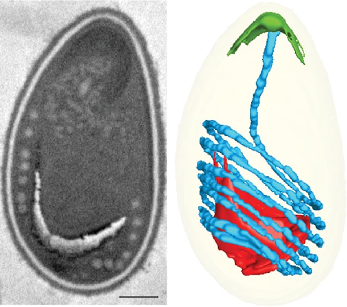 Las esporas del parásito Anncaliia algerae (micrografía, izquierda) poseen un tubo similar a un arpón enrollado en su interior (diagrama, derecha). Cuando llega el momento adecuado, la espora despliega el tubo para penetrar en un huésped.
