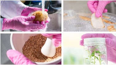 ¿Y si la riqueza está en los desechos? El camino en bioeconomía que Costa Rica construye