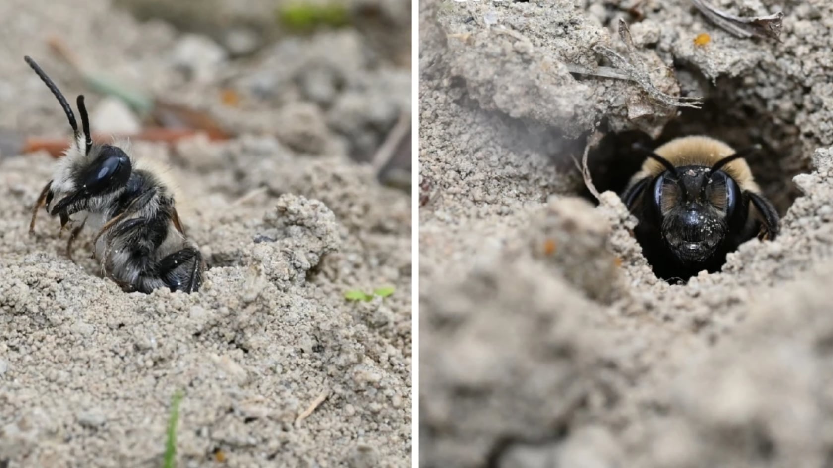 Científicos hallan millones de abejas bajo un cementerio en Estados Unidos. El sitio ofrece condiciones ideales y evidencia su valor ecológico.