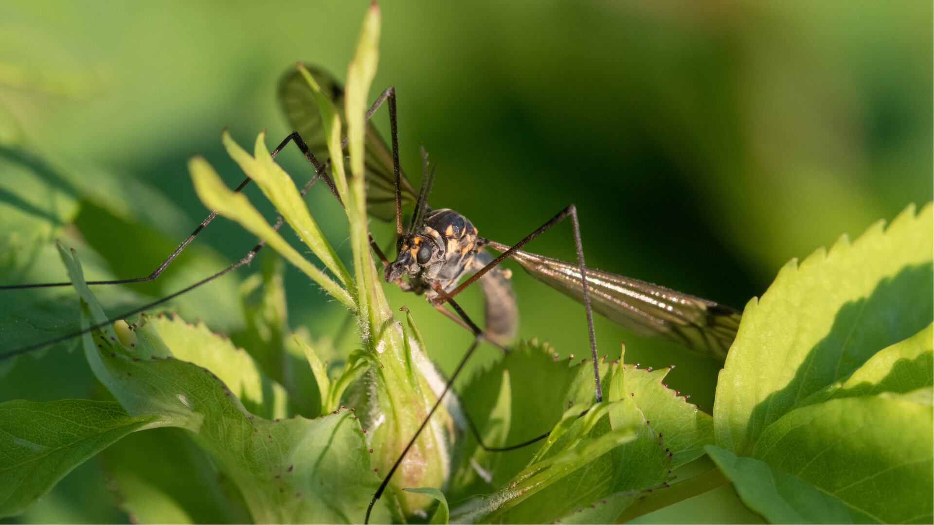 Aunque Costa Rica no registra casos autóctonos, especialistas alertan sobre el riesgo del virus Oropouche y recomiendan medidas de prevención.