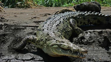 Los santacruceños tienen derecho a su lagarteada