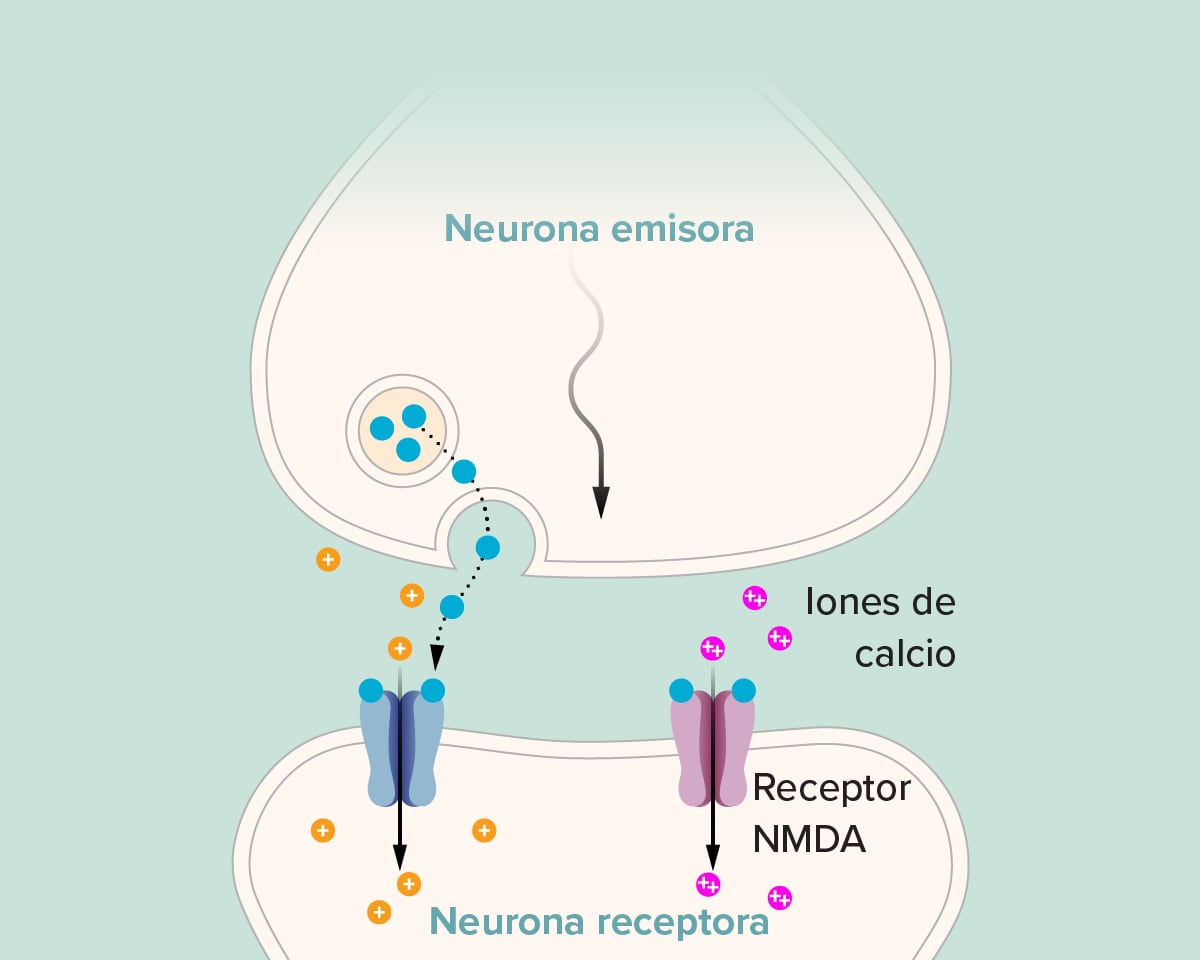 Un gráfico que muestra cómo las neuronas trabajan.