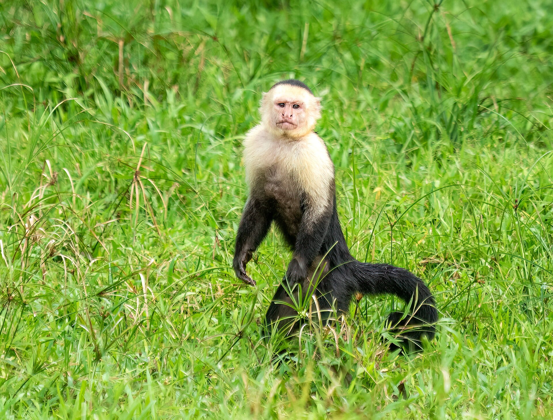 Investigadores siguieron durante 33 años a monos capuchinos en Costa Rica y descubrieron que el clima modifica las ventajas y costos de vivir en grupos grandes.