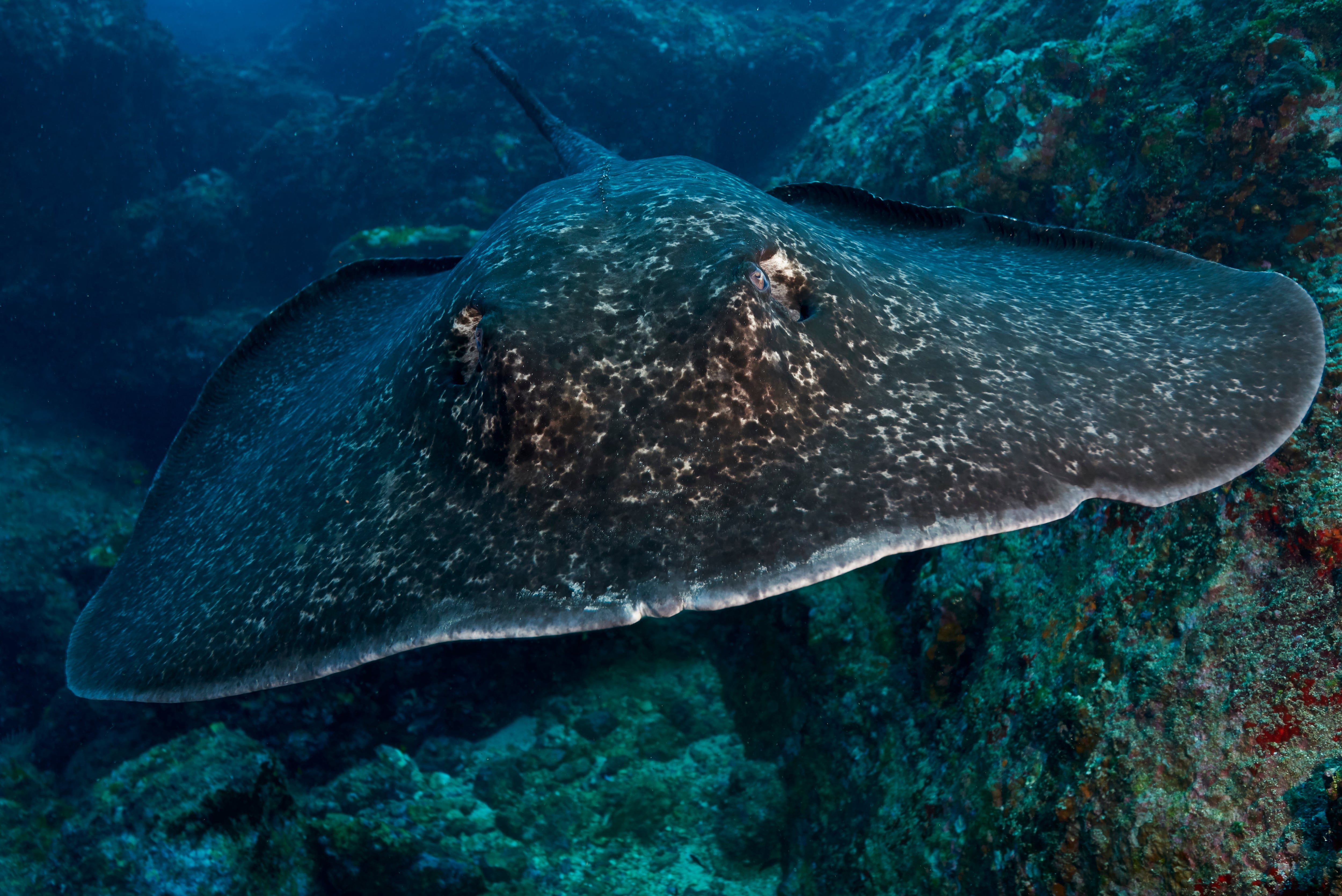 Las rayas huyen de las aguas más cálidas de la superficie.
Fotografía: Genna Marie Davis