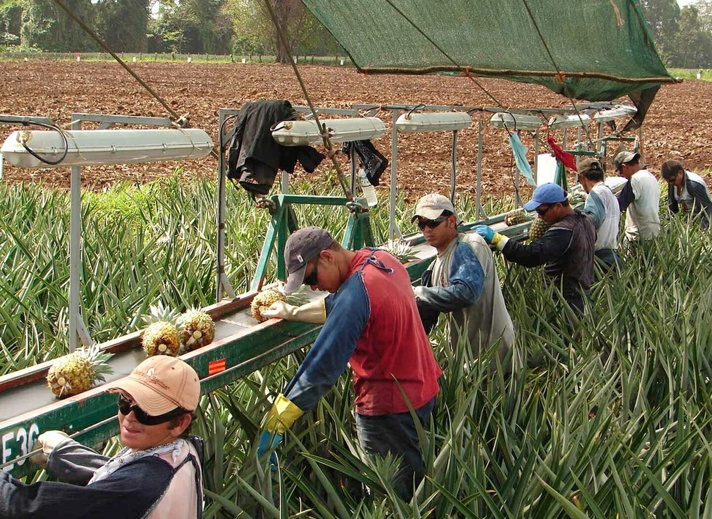 Cultivos de piña en la Zona Norte. La agricultura se mantiene en el terreno negativo, en parte por la menor producción de piña y banano, pero cae menos que meses anteriores. 