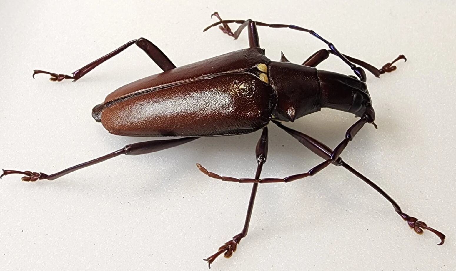 Un ejemplar del escarabajo cuerno largo.