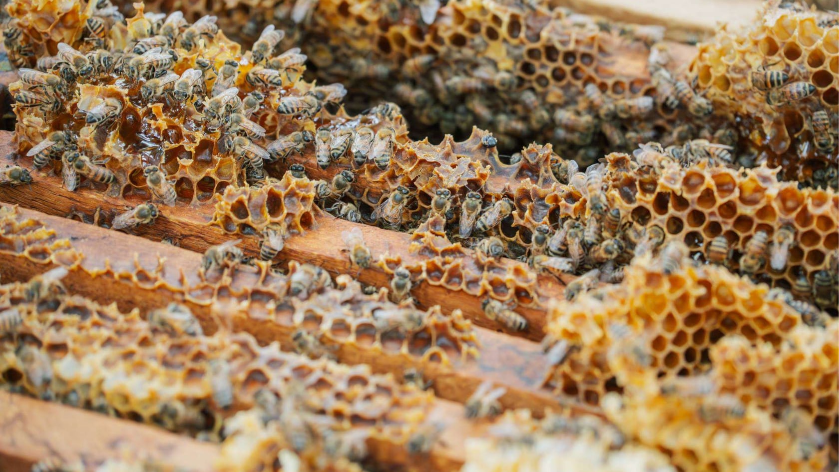 Una miel producida en Guanacaste ganó la medalla de oro en los London Honey Awards 2026 y consolidó la presencia de Costa Rica en una de las principales competencias apícolas del mundo.