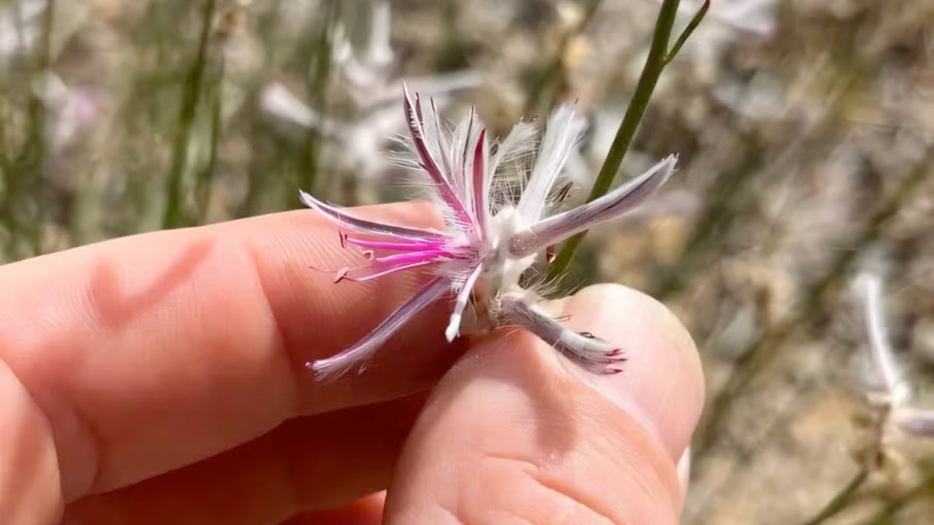 El uso de plataformas de ciencia ciudadana permitió reclasificar una planta australiana que se creía extinta y ahora figura como críticamente amenazada.