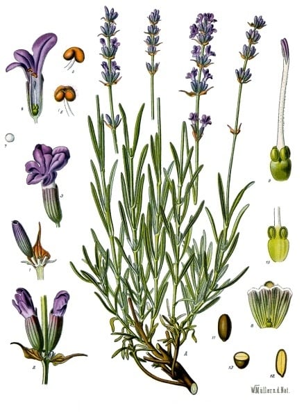 Un dibujo botánico de Lavandula angustifolia, 1897.
