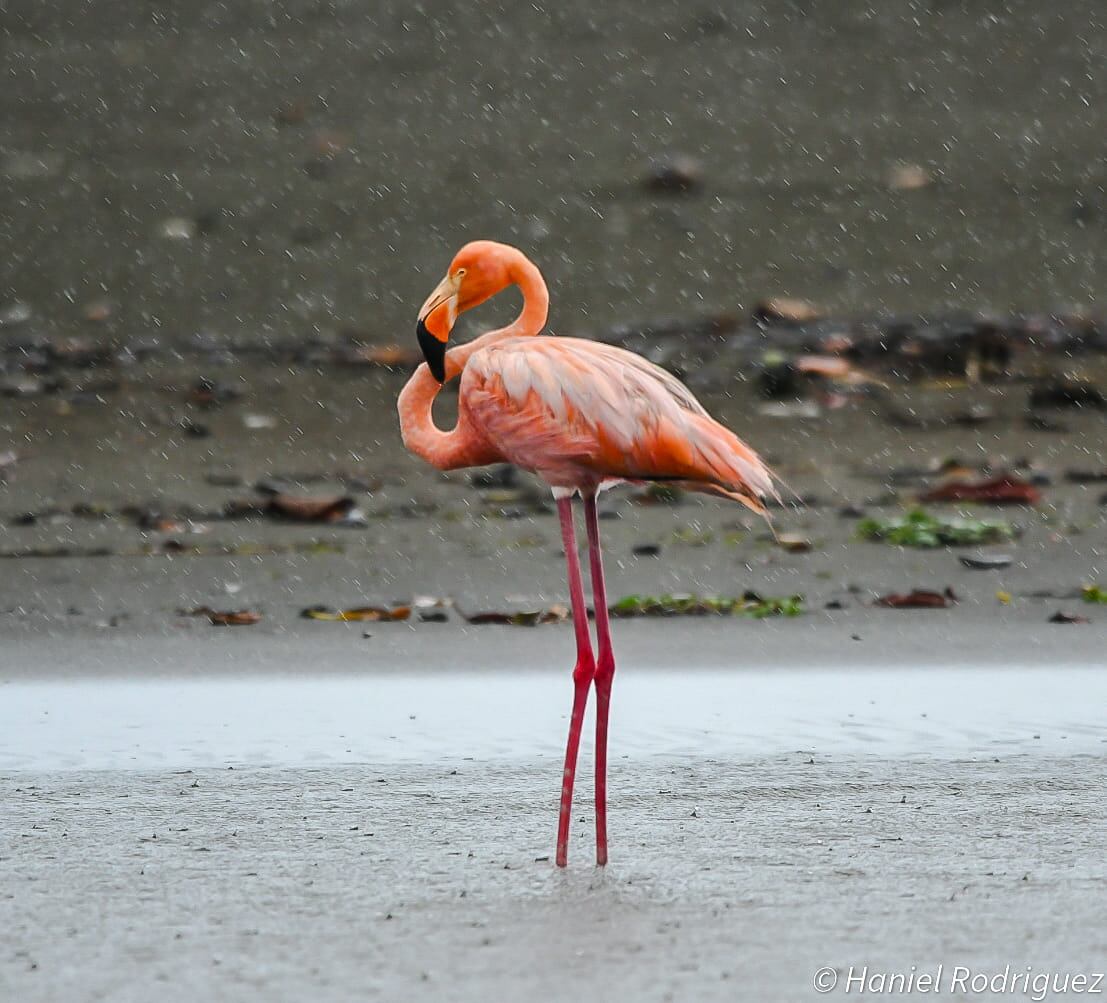 Parcialmente migratoria y altamente dispersiva, así describe la literatura científica a esta especie, también conocida como flamenco americano o flamenco rojo). Fotografía: Haniel Rodríguez Rojas.