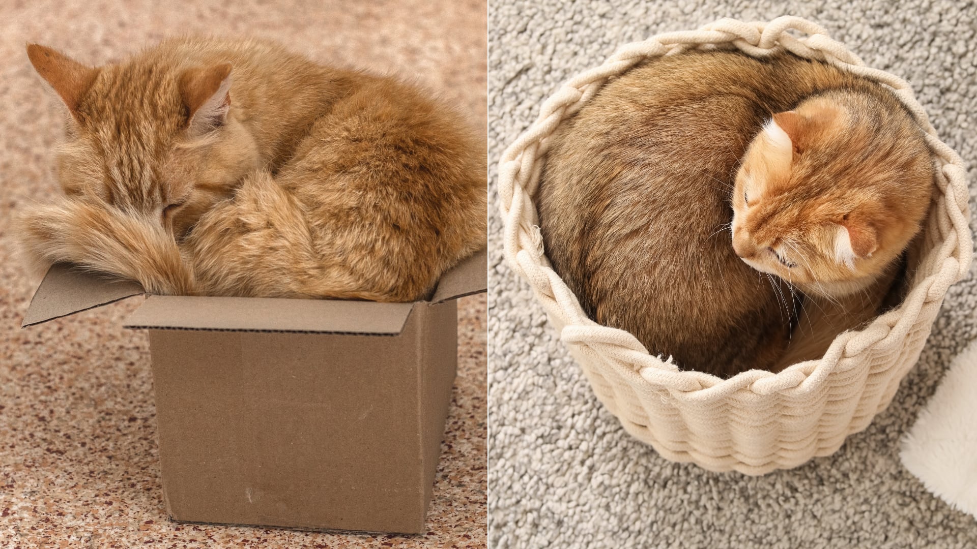 La evolución dotó a los gatos de una anatomía que les permite caber en casi cualquier lugar para sobrevivir y cazar mejor.