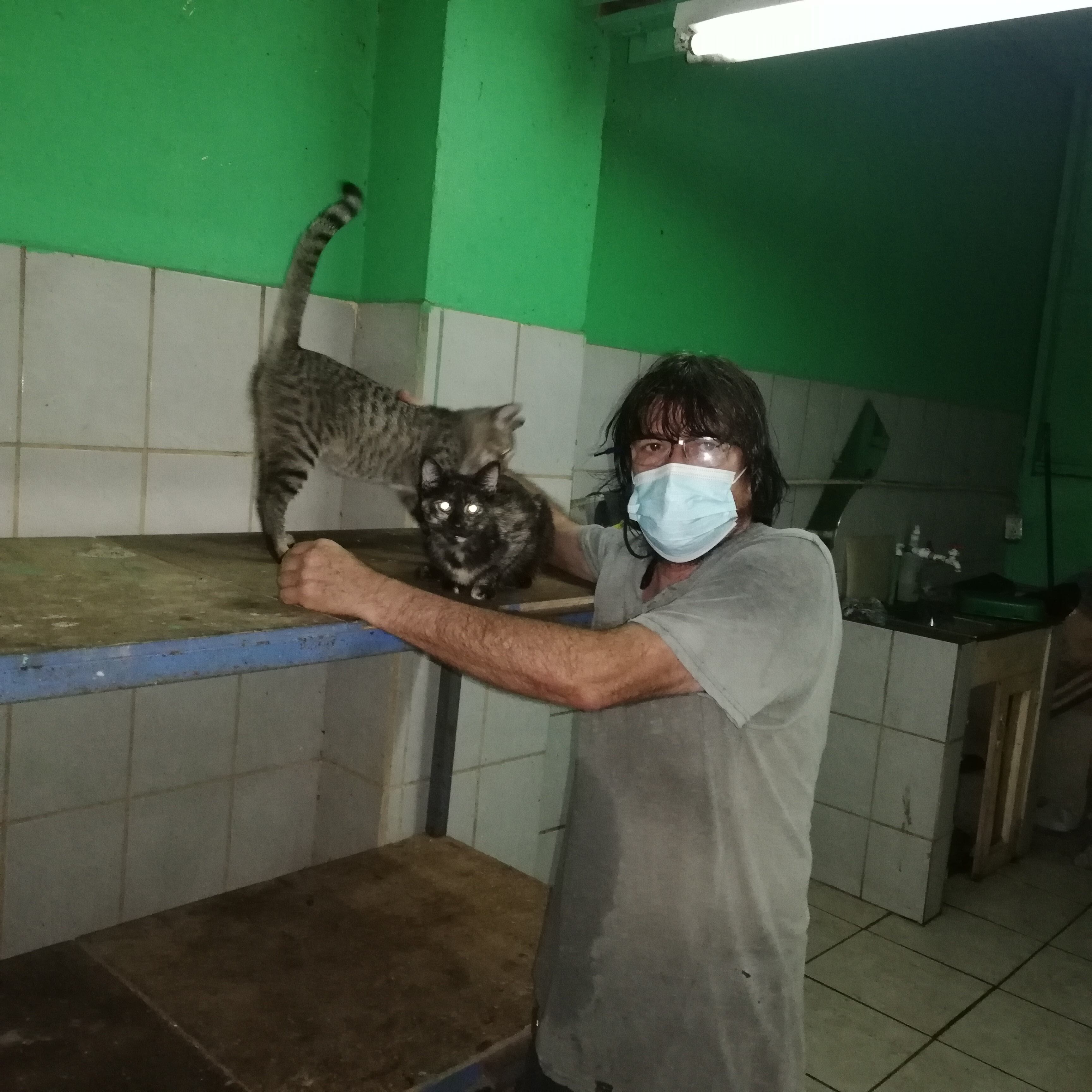 Don José Vargas Arrieta, mejor conocido como don Gato, es el protector de todos los michis que viven en el mercado Borbón desde hace dos años y medio atrás que la administración permitió un espacio en el sótano para que tuviera una gatera