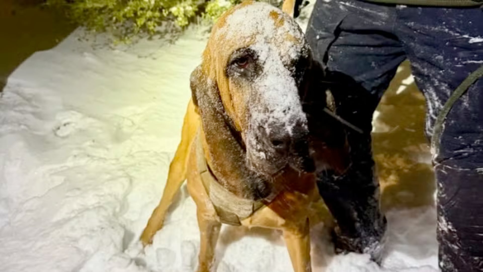 Un perro bloodhound guio a la Policía hasta un adolescente con autismo desaparecido en una tormenta de nieve en Estados Unidos y evitó un desenlace fatal.