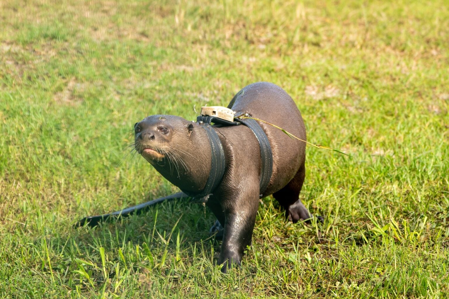 Argentina reintrodujo la nutria gigante en Iberá tras casi cuatro décadas sin poblaciones estables de la especie.