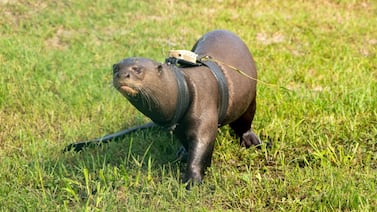 Tras 40 años, una especie emblemática regresó a Suramérica y entusiasma su recuperación