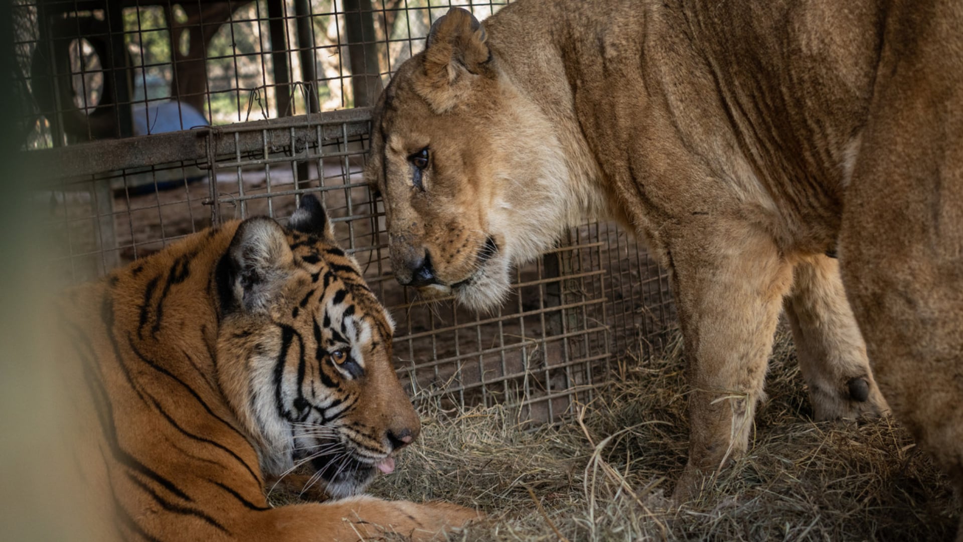 Quince felinos viajarán a Sudáfrica y otros quince a Estados Unidos tras una extensa evaluación veterinaria y años de espera por una solución.