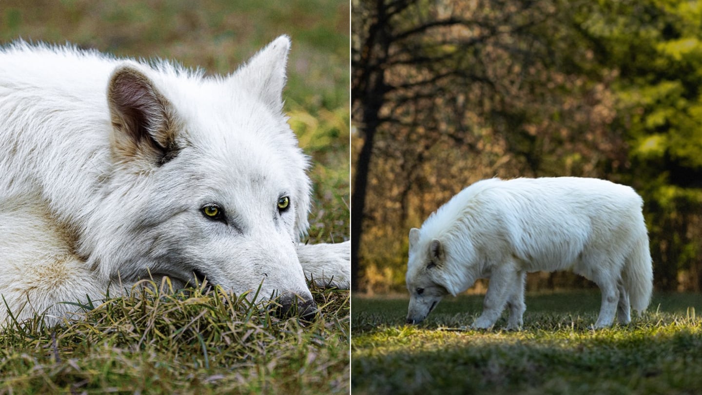 Lobo gigante de ‘Game of Thrones’ ya puede reproducirse tras experimento de desextinción