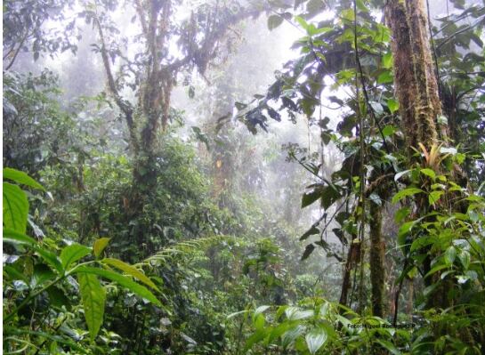 Árboles en un bosque nuboso.