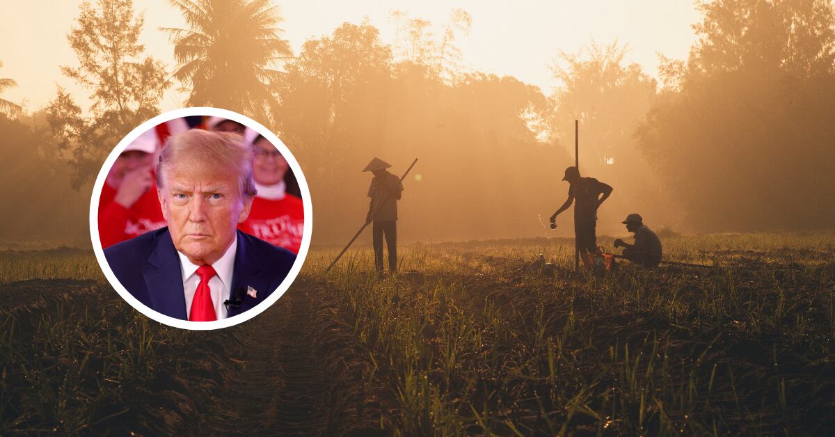 Estados Unidos suspendió su ayuda a Sudáfrica tras la firma de una ley que permite la expropiación de tierras sin compensación, lo que generó tensiones diplomáticas. Foto: AFP/ Composición de Canva.