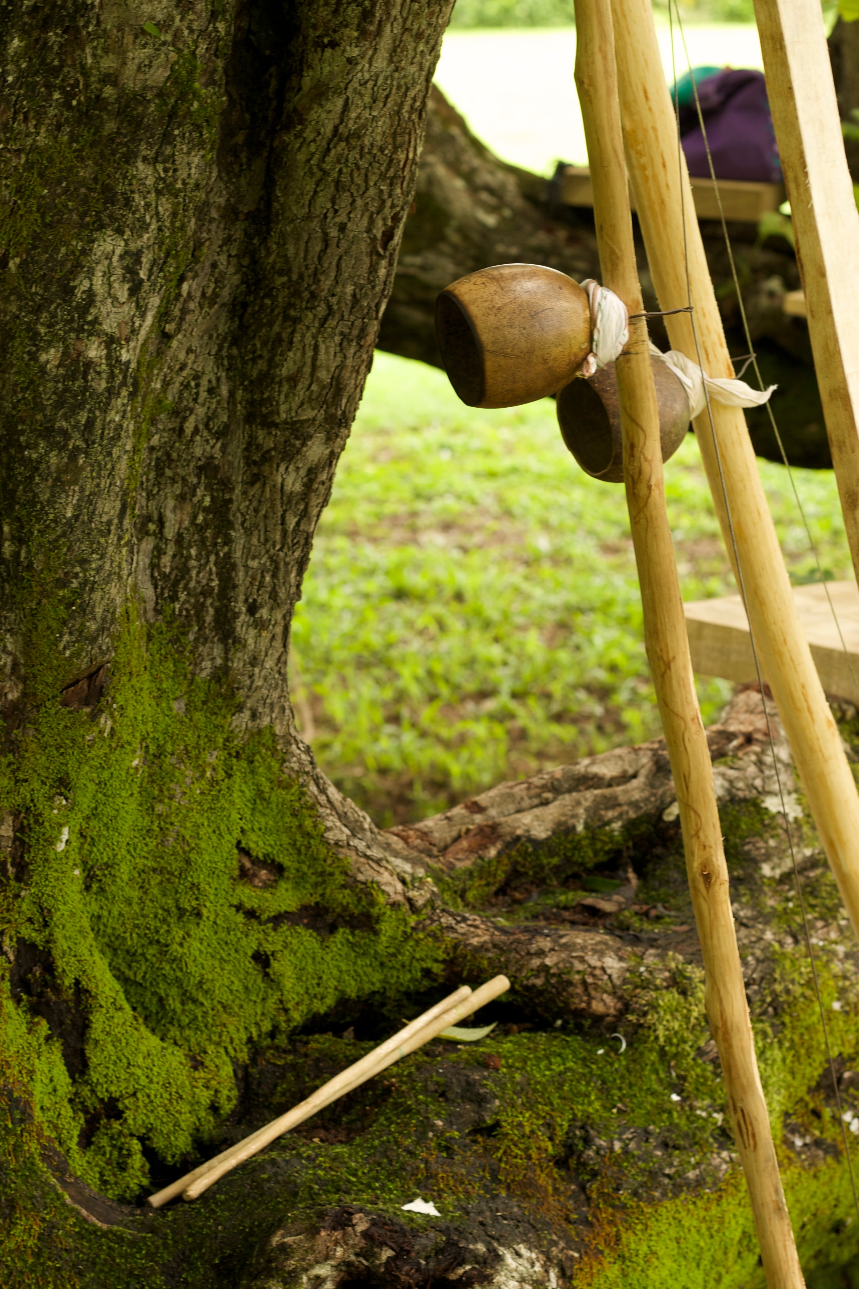 Un quijongo guanacasteco registrado por la investigadora Adriana Méndez González.