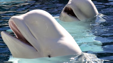 Esta especie de ballena adopta múltiples parejas y así aumenta sus posibilidades de supervivencia