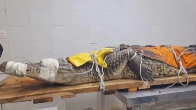 Exámenes veterinarios revelaron que el reptil padece desnutrición, anemia y problemas renales. Foto: Corporación Autónoma Regional del Valle del Cauca, CVC