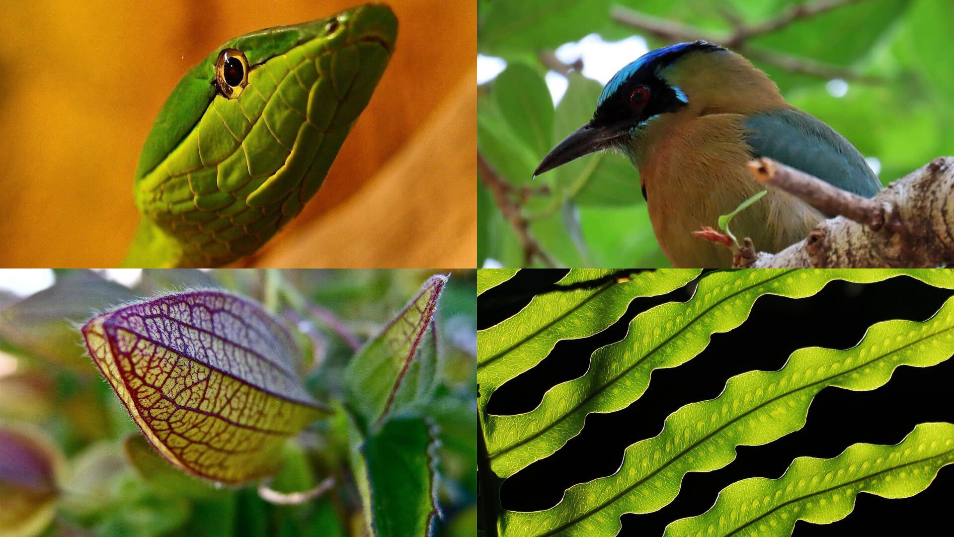 Estampas del INBioparque