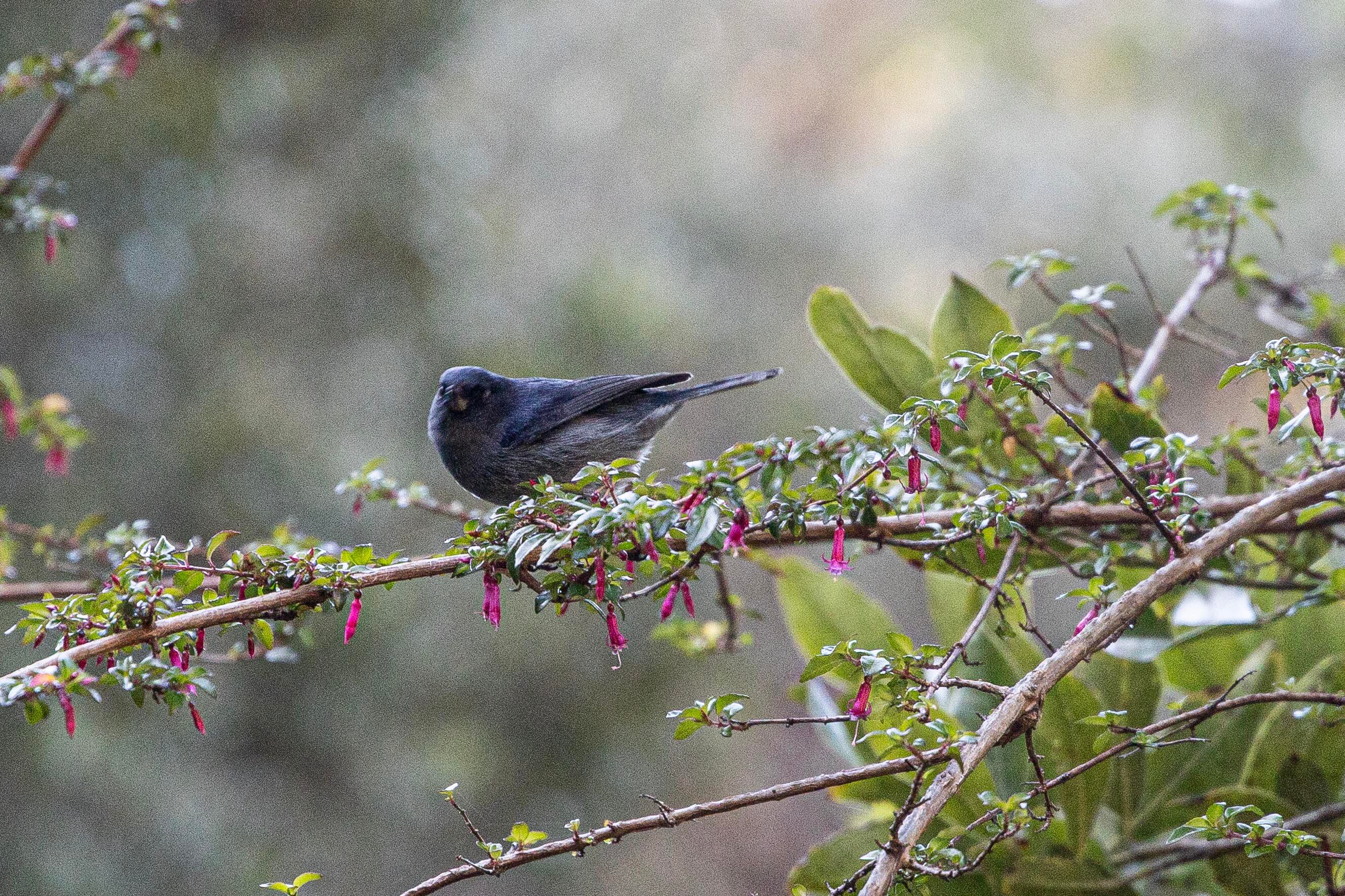 Parque Nacional Chirripo 50 años