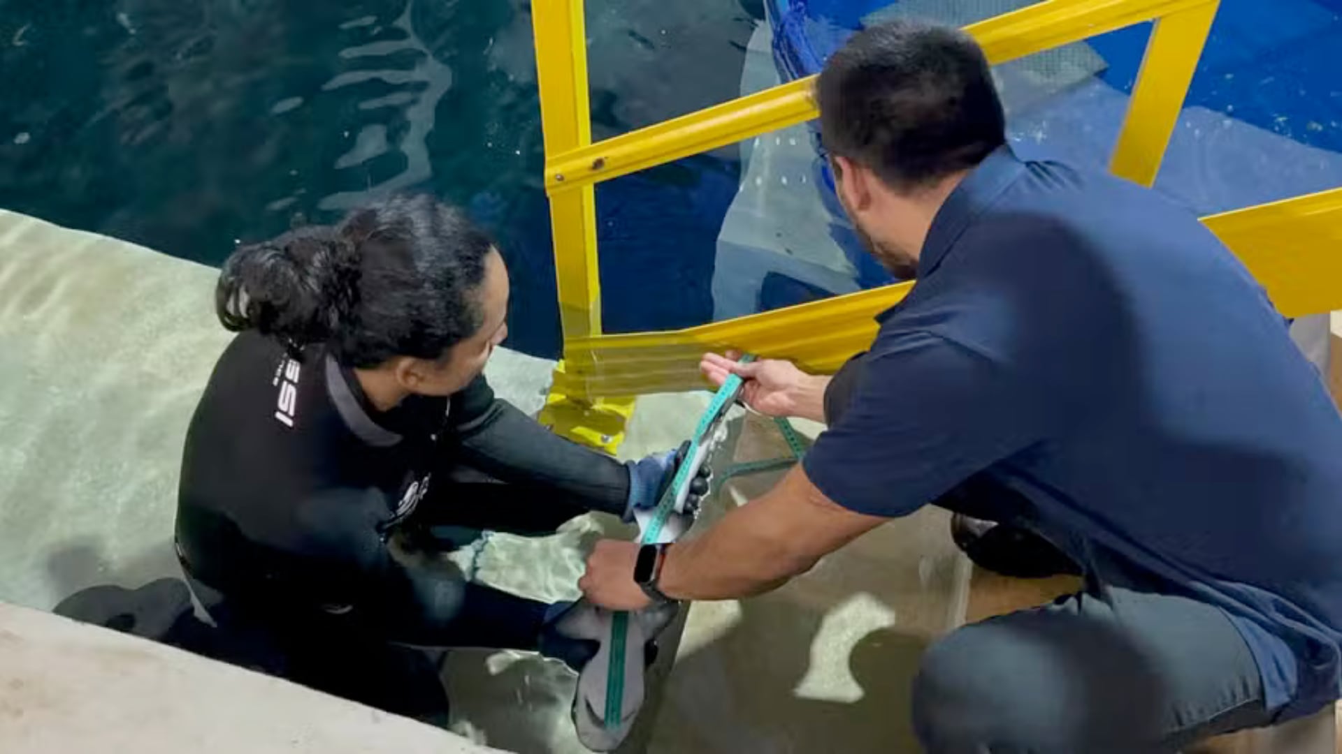 El nacimiento de un tiburón críticamente amenazado en Paraná expone la fuerte caída poblacional y los retos de conservación.