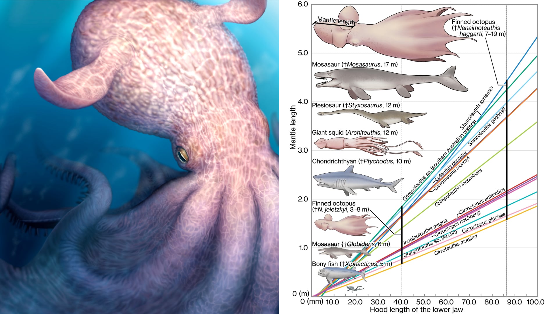 Un estudio revela que pulpos gigantes del Cretácico fueron depredadores tope y alcanzaron hasta 19 metros de longitud.