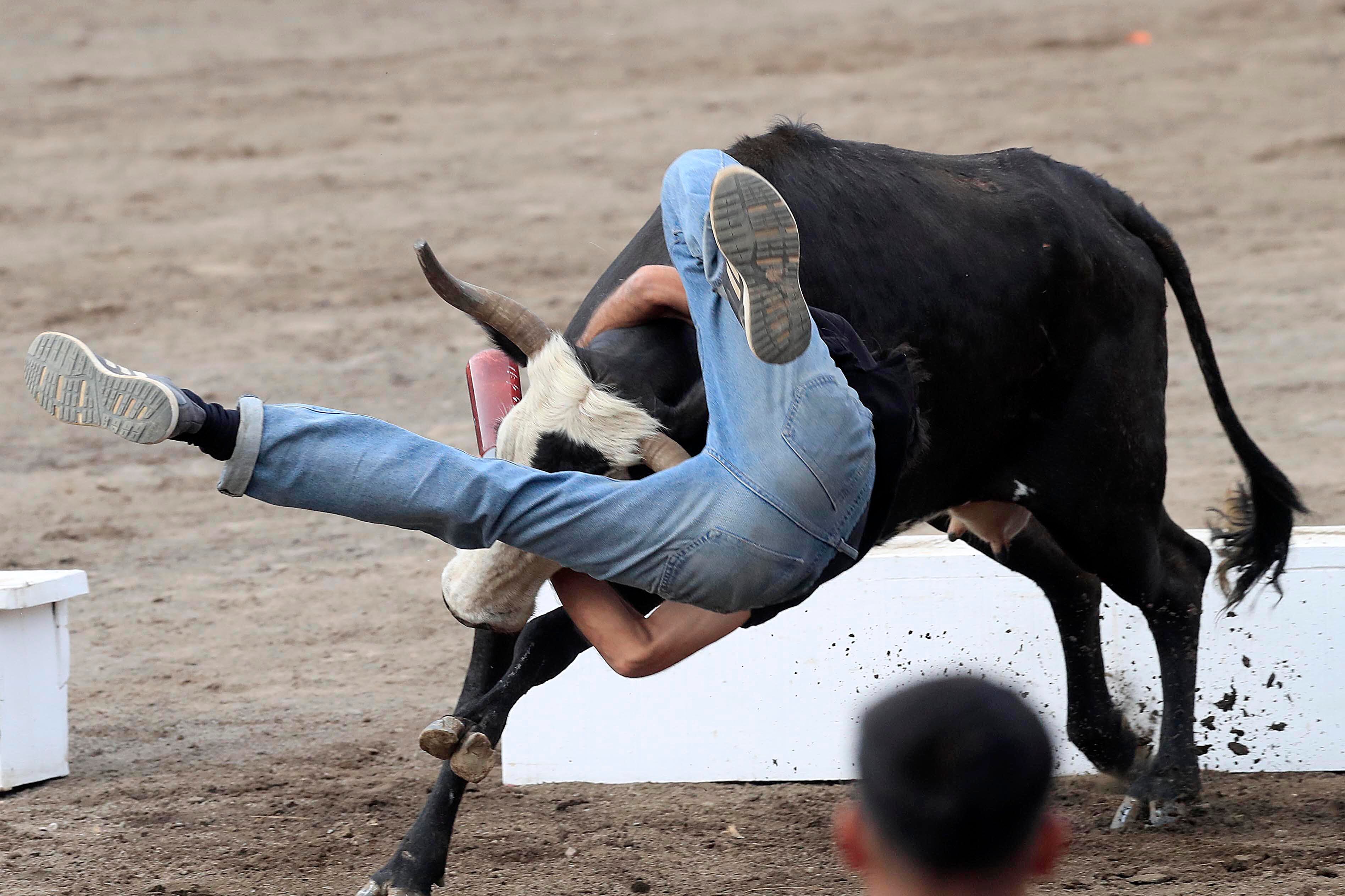 26/12/2023 Zapote. Las emociones volvieron a aparecer, este martes por la tarde, en el Redondel de Zapote con las tradicionales corridas de toros, especialmente con la participación de los toreros improvisados.