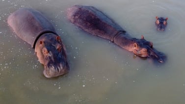 ¿Por qué varios países rechazan recibir a los hipopótamos de Escobar?