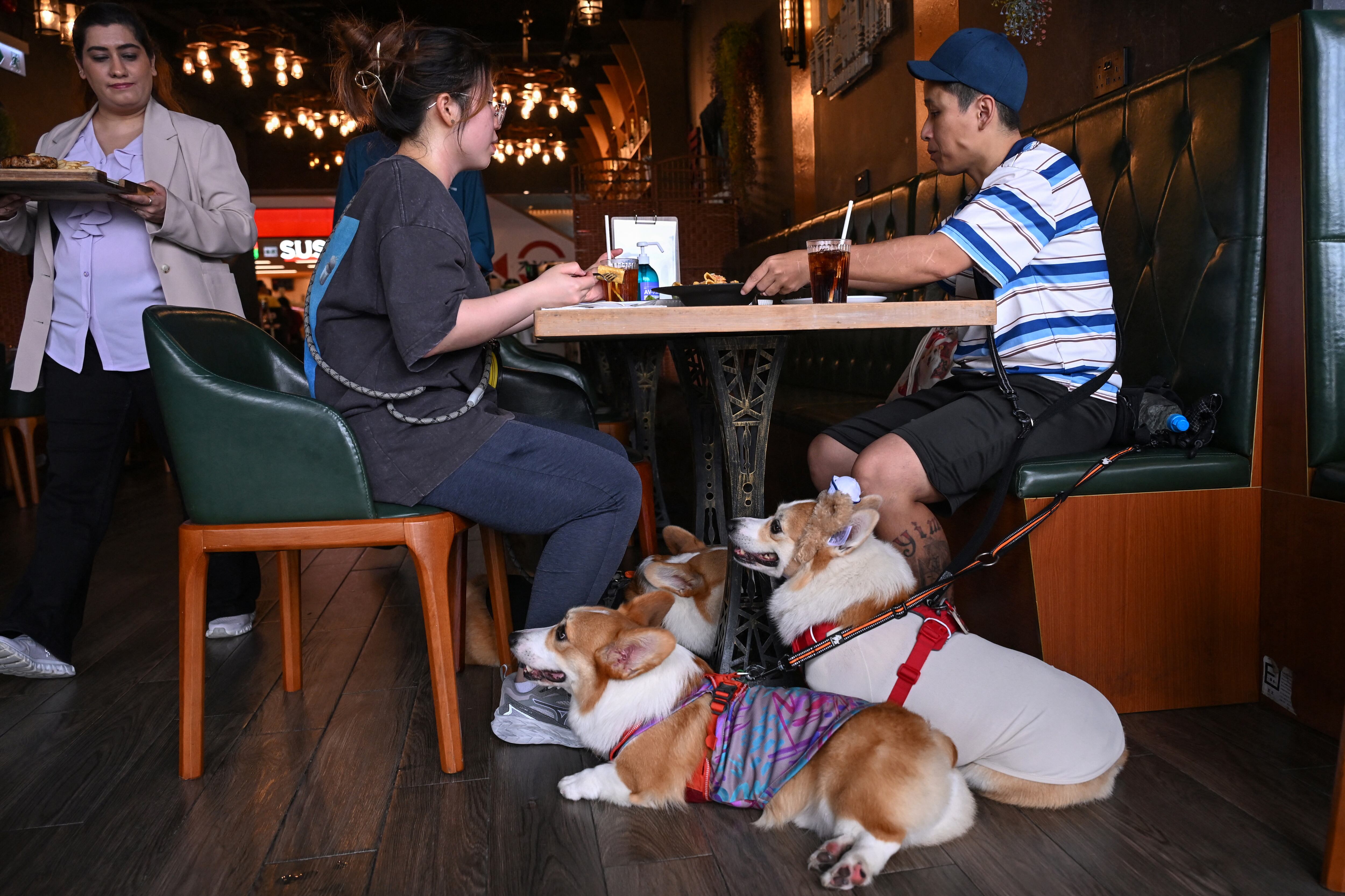 Hong Kong permite el ingreso de perros a restaurantes