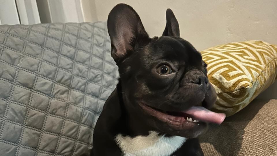 Thor es un bulldog francés que fue robado por unos maleantes en el residencial Boruca, en Mercedes Norte de Heredia. Foto: Shirley López para La Teja