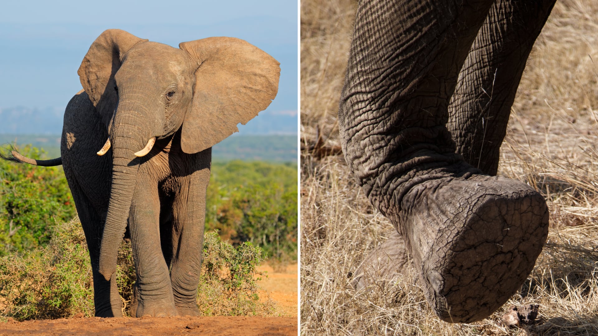 Una mujer murió en Namibia tras provocar a un elefante herido. El ataque ocurrió cuando intentó tomarse una selfie cerca del animal.