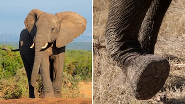 Mujer muere pisoteada por elefante tras intentar jalar la cola del animal