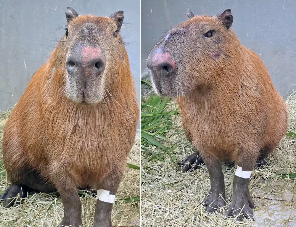 Capibara herida en Brasil evoluciona, pero sigue en riesgo. Ocho personas enfrentan cargos tras brutal ataque captado en cámaras.