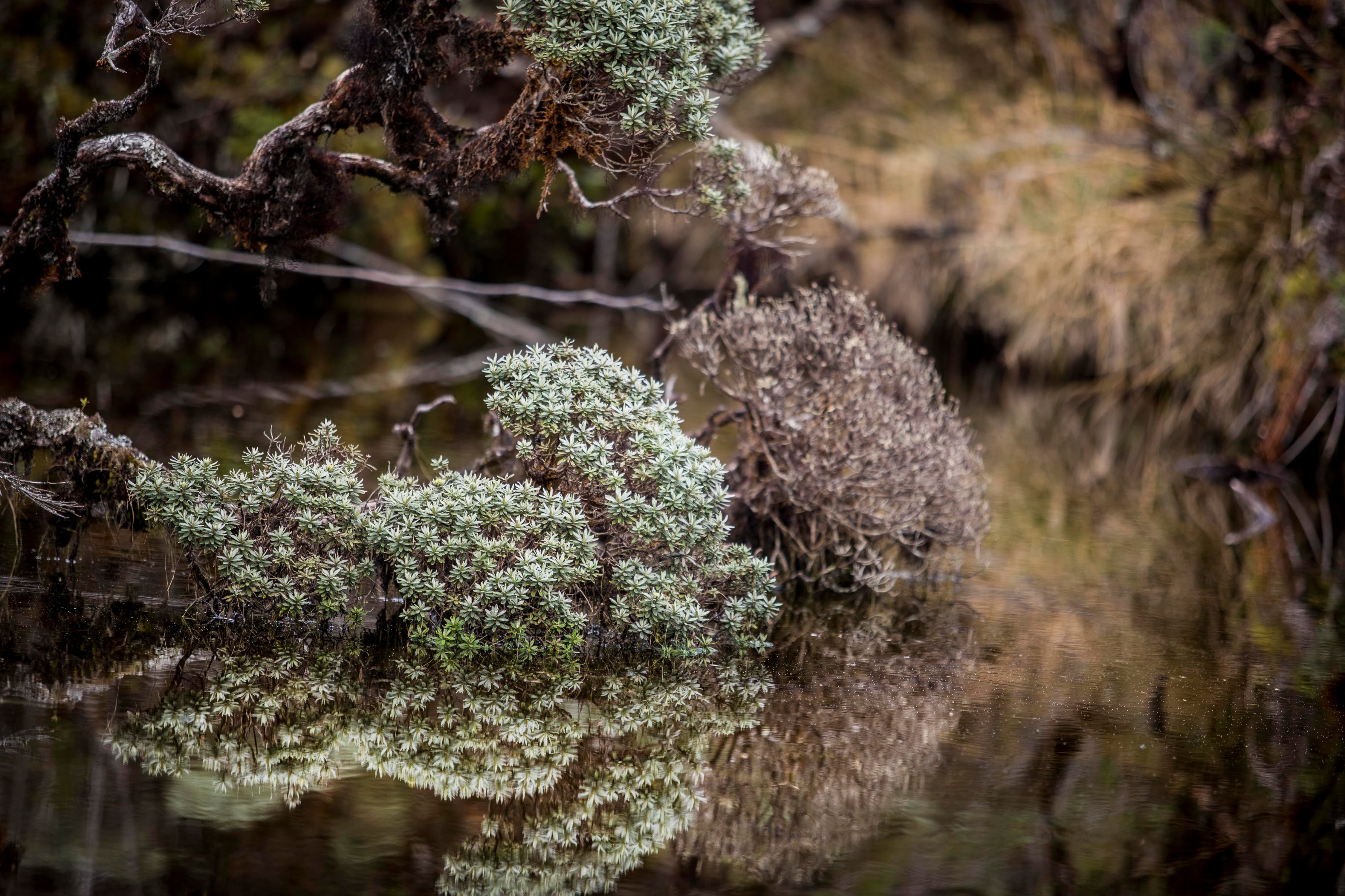 En montaña, queda prohibido el ingreso de plásticos de un solo uso, como botellas desechables, para reducir el impacto de residuos en los ecosistemas.