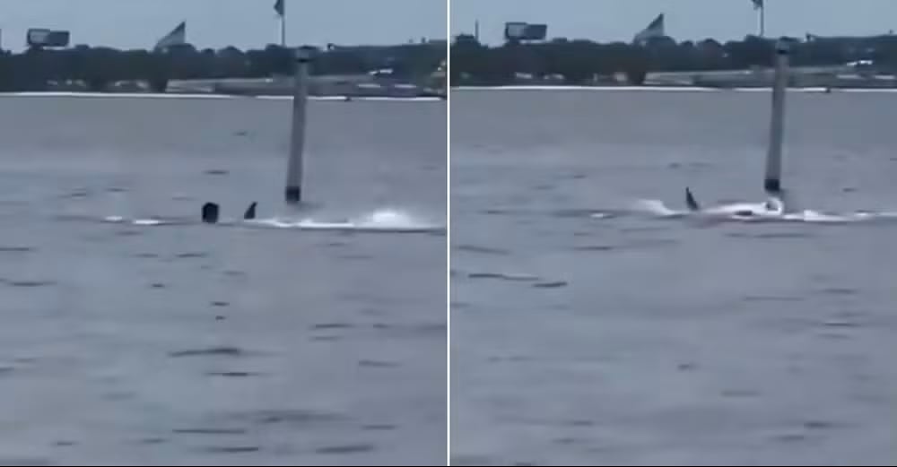 Ataque de tiburón deja gravemente herido a funcionario de la Marina de Estados Unidos en Florida
