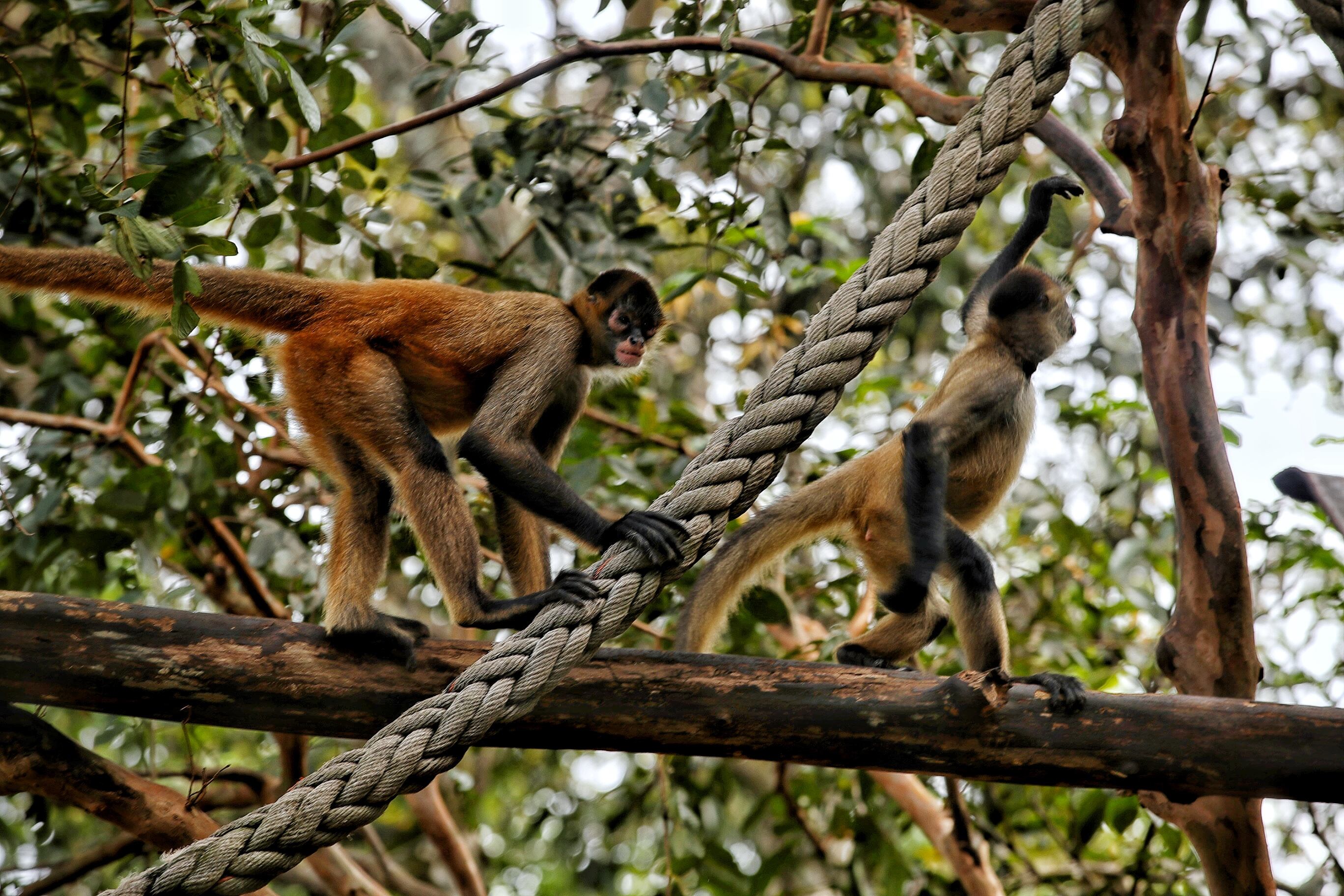 30/12/2023/ ticos visitan Rescate Wildlife Rescue Center Zooave como plan familiar para terminar el año / foto John Durán