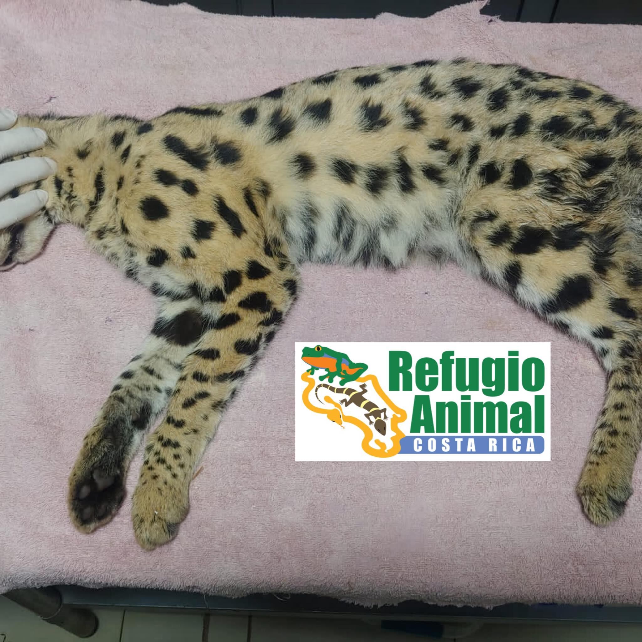 Serval Africano