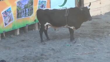 Muere montador corneado por toro en fiestas cívicas de Liberia