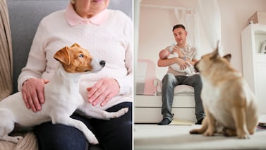 ¿Los perros realmente sienten celos? Un estudio investigó esta reacción