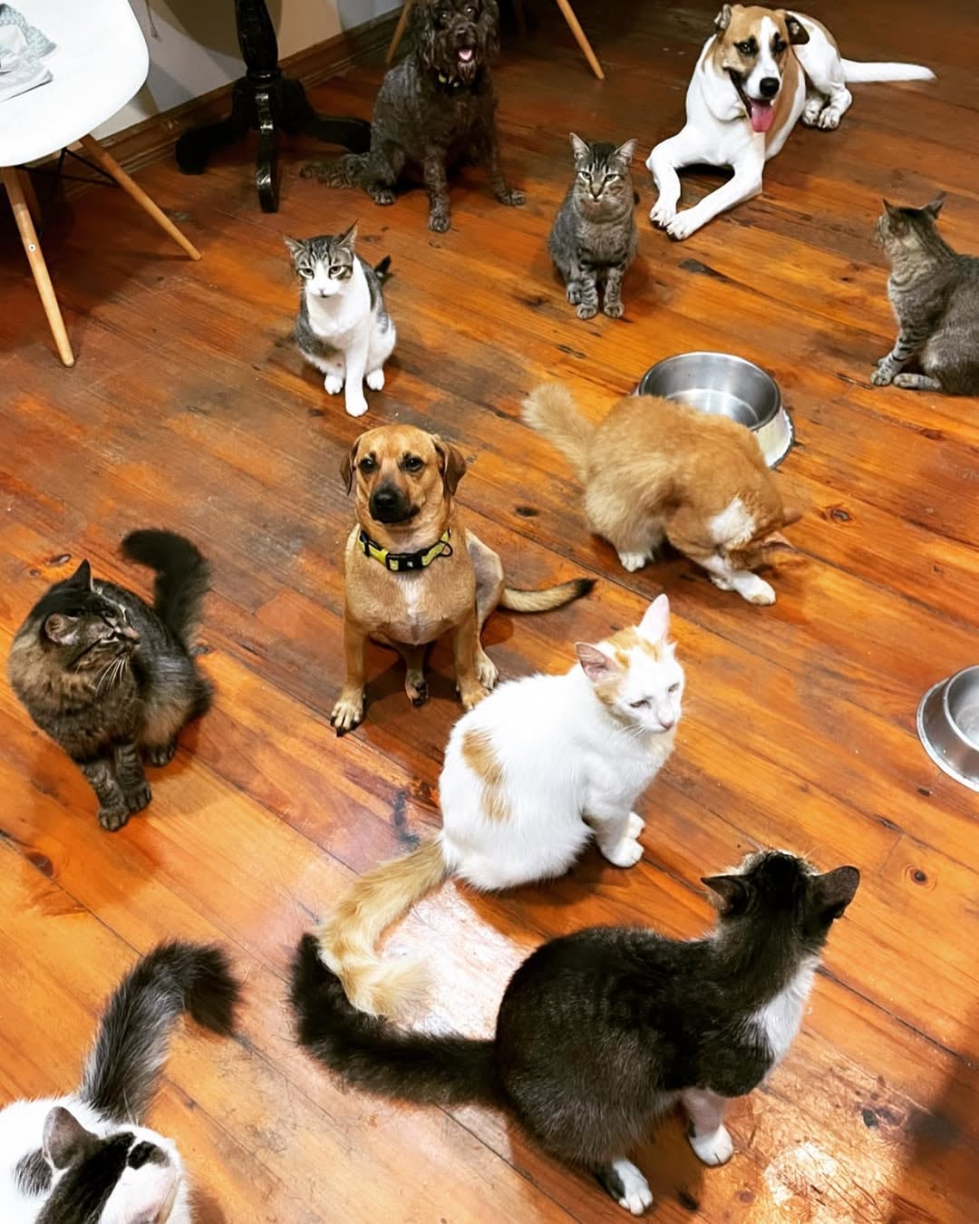Foto de varios gatos y perros en una casa con suelo de madera