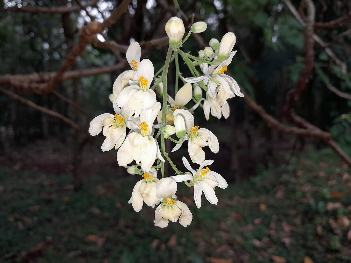 Esta planta común podría eliminar hasta 98% de microplásticos del agua potable, revela estudio científico